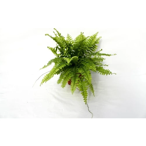 Aşk Merdiveni Nephrolepsis Exaltata 10-20 cm - Resim 3