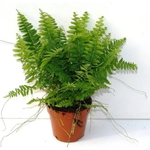 Aşk Merdiveni Nephrolepsis Exaltata 10-20 cm - Resim 4