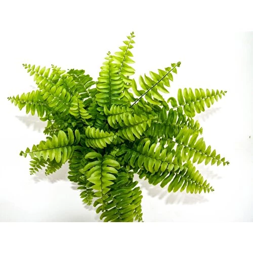 Aşk Merdiveni Nephrolepsis Exaltata 10-20 cm - Resim 2