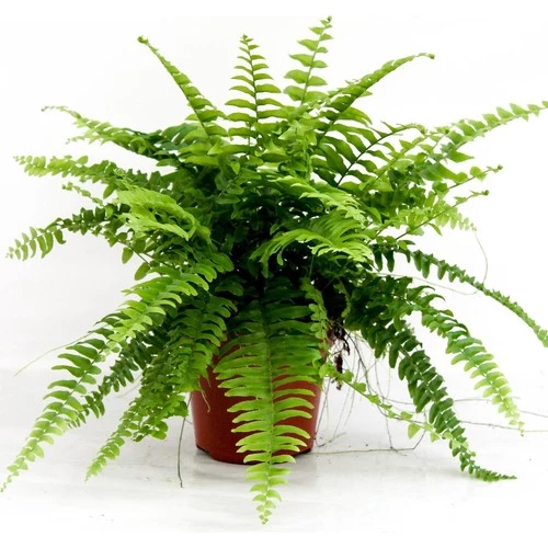 Aşk Merdiveni Nephrolepsis Exaltata 10-20 cm