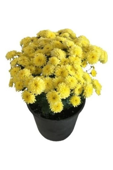 Bodur Kasımpatı Krizantem Chrysanthemum Sarı 10-20 Cm - 2