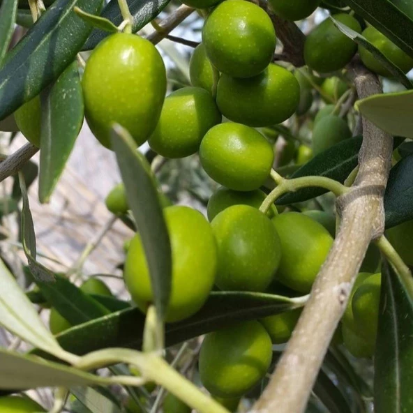 Özel Üretim Tüplü Şili Menşei - Frantoio Zeytini Fidanı ürün görseli