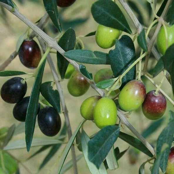 Sınırlı Sayıda Tüplü İthal Yeni Zelanda Menşei- Leccino Zeytini Fidanının - 1
