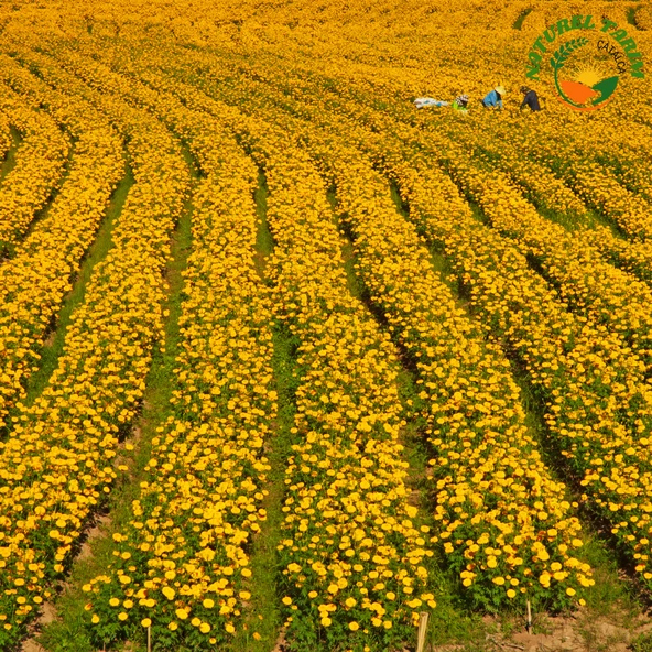 NATUREL KADİFE ÇİCEĞİ REÇELİ - 4