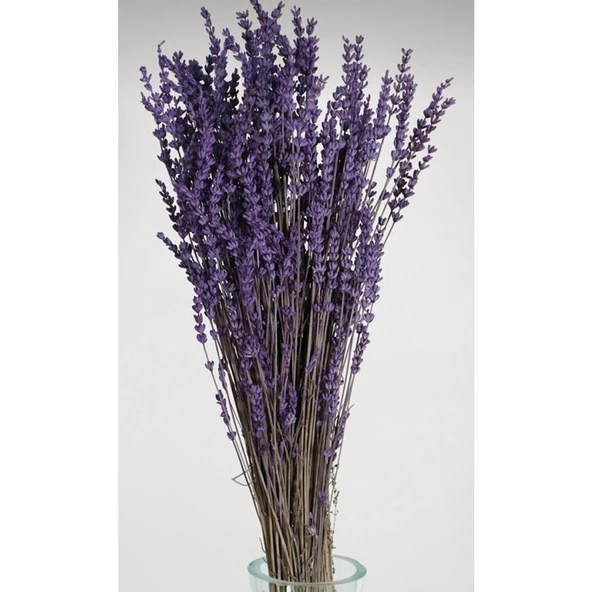 Boyanmış Lavanta Demeti Şoklanmış Dökülmeyen Mor 40-50 cm - 3