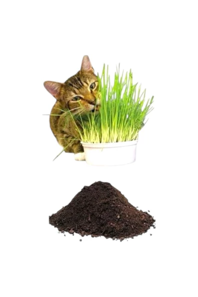 Topraklı Kedi Çimi Kediler İçin Mide Rahatlatıcı Kedi Çimi - 3