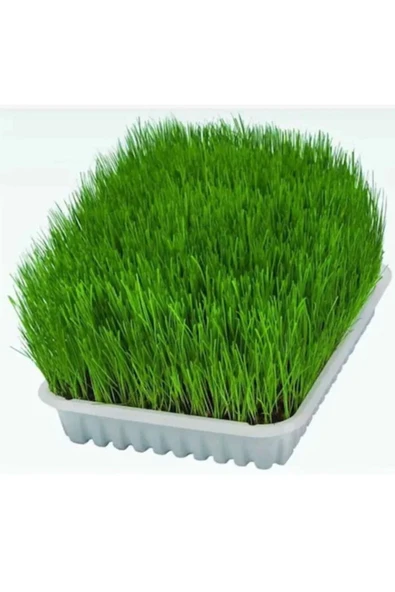 vet advice Topraklı Kedi Çimi Kediler İçin Mide Rahatlatıcı Kedi Çimi - 2