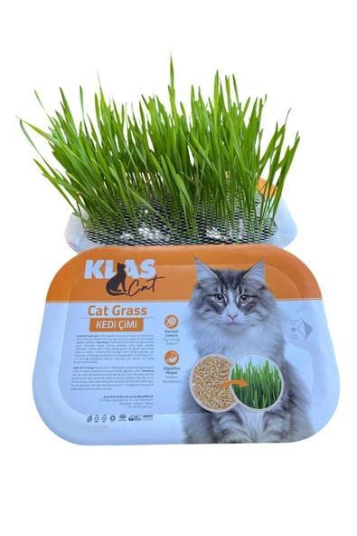 KorPet Kedi Çimi Tüy Yumağı Önleyici Fileli Kedi Çimi Organik - Resim 3