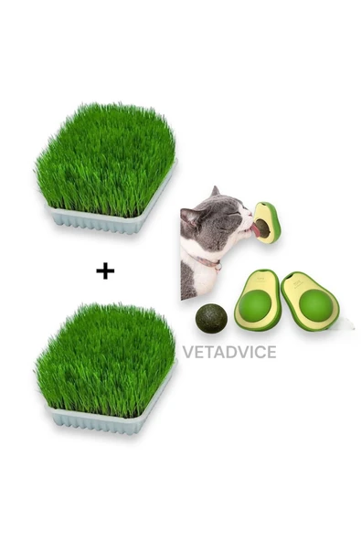 vet advice Kedi Çimi Seti 2 Adet Kedi Çimi 1 Adet Kedi Avokado catnip Set - 1