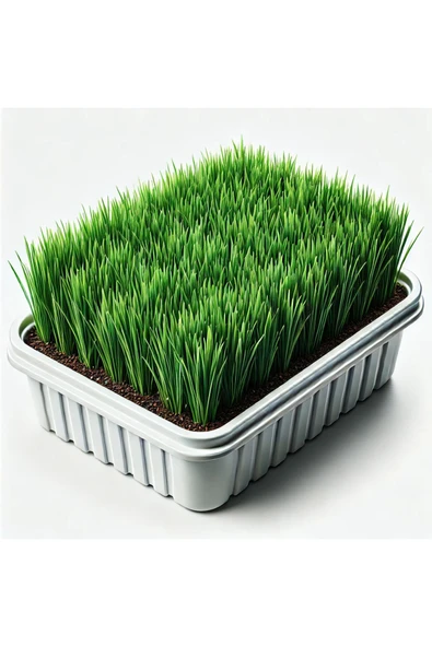 vet advice Topraklı Kedi Çimi Kediler İçin Mide Rahatlatıcı Kedi Çimi