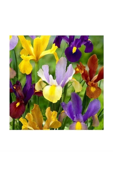 bitkidünyam Karışık Renk Golden Beauty Iris Süsen Soğanı - 5 Adet