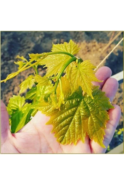 İpek Naturel Tokat Erbaa Asma Bağ Yaprağı Vakum (salamura Yaprak) 3 Kg - 2