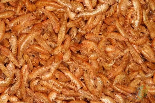 hobivaryum Kurutulmuş Gammarus Karides Kaplumbağa Ve Balık Yemi 25 gr