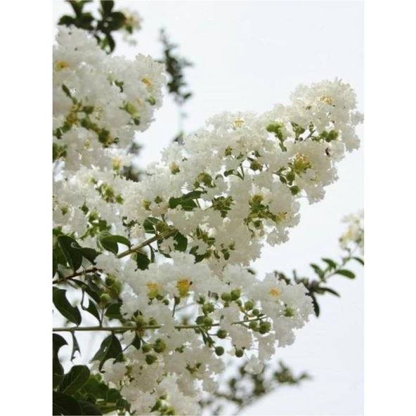 Lagerstromia indica Beyaz Oya Çiçeği Fidanı 40-60 cm ürün görseli 1