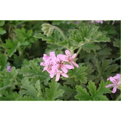 2 Adet Itır Gül Damlası Fidesi Muhteşem Kokulu - Resim 2