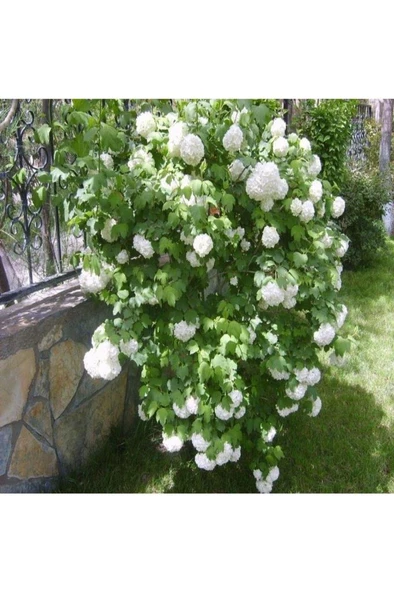Kartopu Çiçeği Fidanı 25-45 Cm Viburnum ürün görseli
