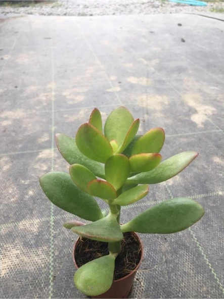 Para Çiçeği Fidanı 10-20 Cm