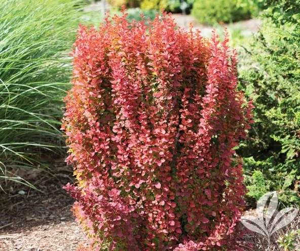 Berberis X Ottawensis Superba, Bordo Hanım Tuzluğu, Saksıda