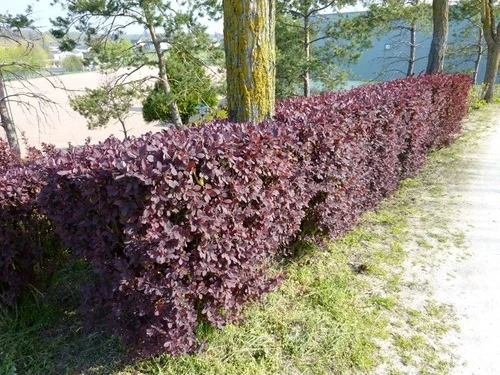 Berberis X Ottawensis Superba, Bordo Hanım Tuzluğu, Saksıda - Resim 2