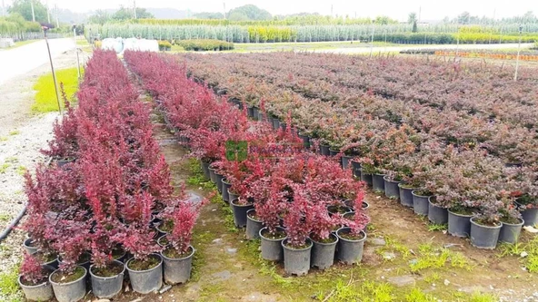 Berberis X Ottawensis Superba, Bordo Hanım Tuzluğu, Saksıda - Resim 3