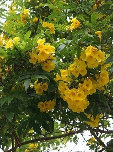 Trompet Sarı Acem Borusu Çiçeği Fidanı Campsis Radicans 40-60 cm ürün görseli 1