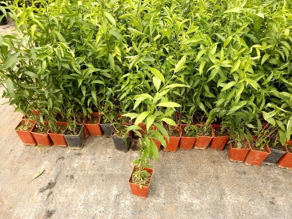 Kolonya Limon Çiçeği Akşam Gece Sefası Melisa 2 Adet 20-40 Cm - Resim 3