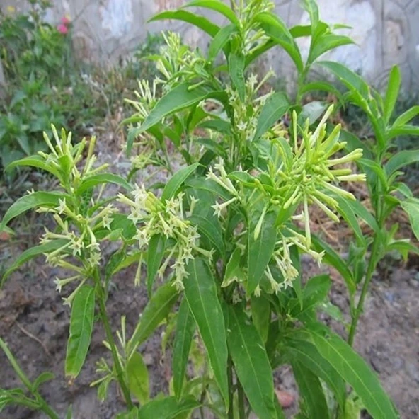 Kolonya Limon Çiçeği Akşam Gece Sefası Melisa 2 Adet 20-40 Cm - Resim 4