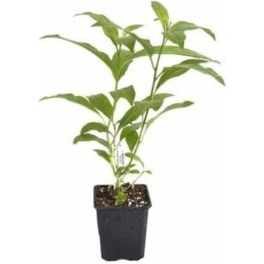 Kolonya Limon Çiçeği Akşam Gece Sefası Melisa 2 Adet 20-40 Cm - Resim 2