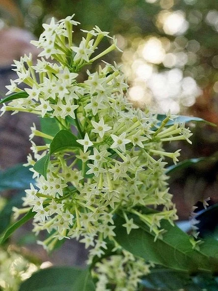 Kolonya Limon Çiçeği Akşam Gece Sefası Melisa 2 Adet 20-40 Cm - Resim 5