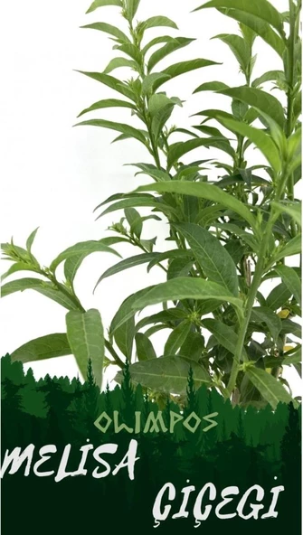 Nocturnum Limon Melisa Çiçeği Fidanı 10-20 Cm ürün görseli