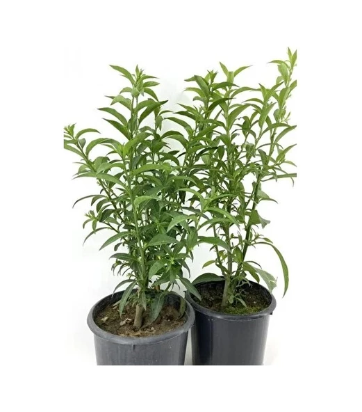 Kolonya Limon Çiçeği Akşam Gece Sefası Melisa 2 Adet 20-40 Cm