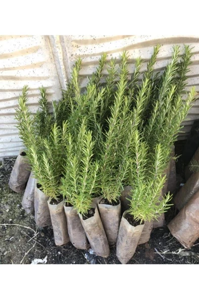 Kokulu Biberiye Fidanı 1 Adet 20-30 cm - Resim 3