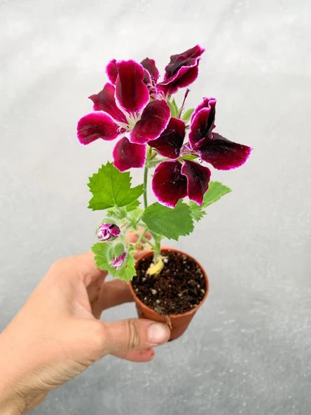 Sardunya Çiçeği Fidanı Bordo 10-20 Cm Canan Ceylan Gözü