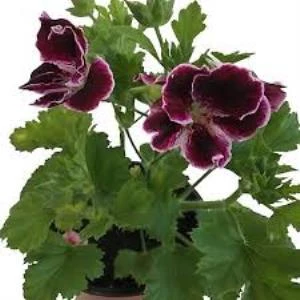 Sardunya Çiçeği Fidanı Bordo 10-20 Cm Canan Ceylan Gözü - Resim 2