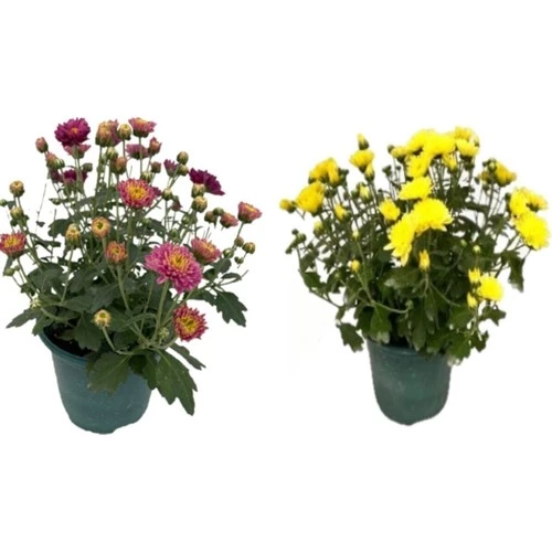 Karışık Renk Kasımpatı Çiçeği 2 li Set 10-20 cm