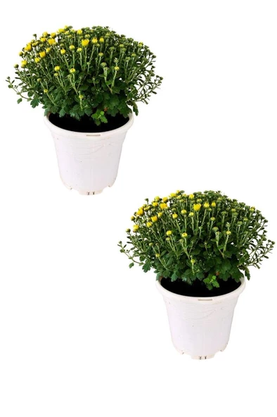 Kasımpatı (chrysanthemum) 2’li Set 20-25cm Sarı ürün görseli