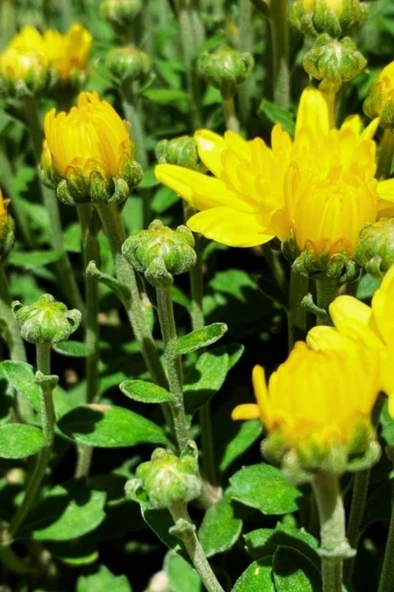 Kasımpatı (chrysanthemum) 2’li Set 20-25cm Sarı - Resim 2