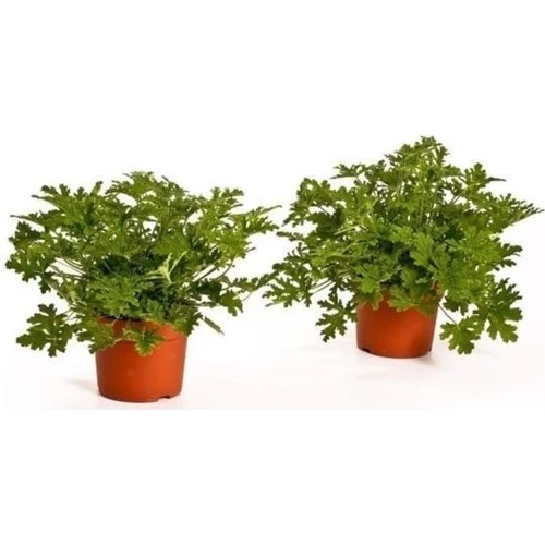 Üretim Saksılı Itır Çiçeği 2 Adet 15-25 cm - Resim 2