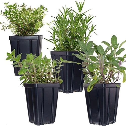 Aromatik Kekik Itır Ikili Set 10-20 cm
