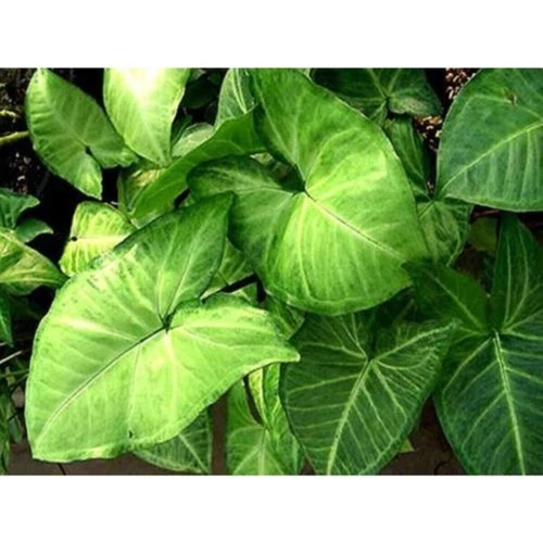 Melek Kanadı Çiçeği Fidanı 20-40 cm ürün görseli