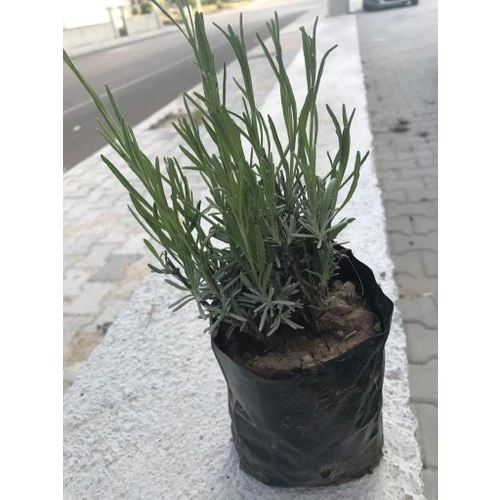 Lavanta Fidanı 2 Adet 15-25 Cm Intermedia ürün görseli