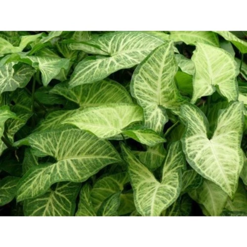 Melek Kanadı Çiçeği Fidanı 20-40 cm - Resim 2