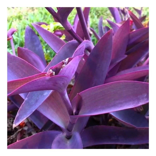 Saksılı Mor Telgraf Karasevda Çiçeği 10-20 Cm Tradescantia