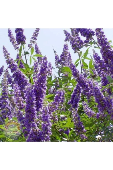 Hayıt Tohumu 100 gr, Lokman Aktar - 5