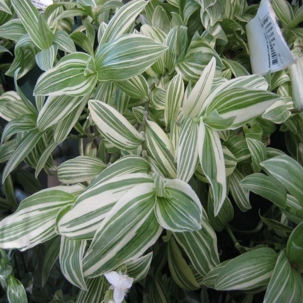 Yeşil Beyaz Multi Renkli Albiflora Telgraf Çiçeği 9 Luk Saksıda - 2