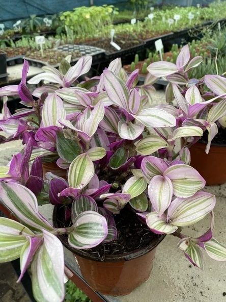Tradescantia Nanouk Telgraf Çiçeği 13 Lük Saksıda - 2