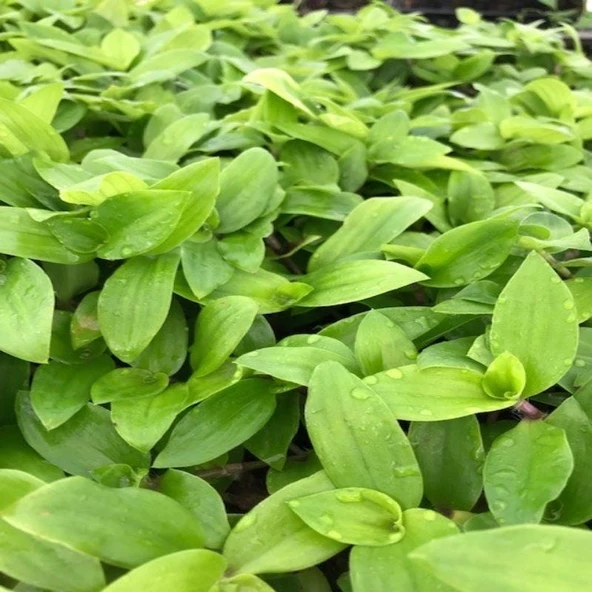 Tradescantia Flumensis Telgraf Çiçeği Fidesi(5 adet) - Resim 2