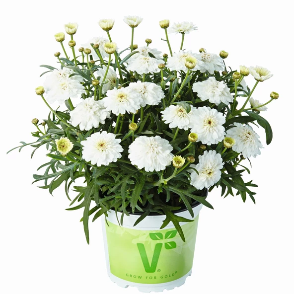 Aramis Double White Katmerli Çeşme Papatyası Çiçeği Fidesi (2 Adet Fide) ürün görseli