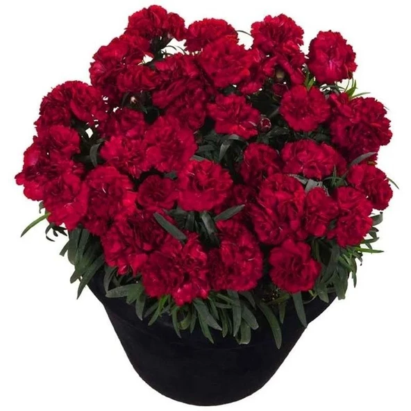 Nadir Kokulu Sweet Pleasure Dark Red Karanfil Çiçeği Fidesi (2 adet)