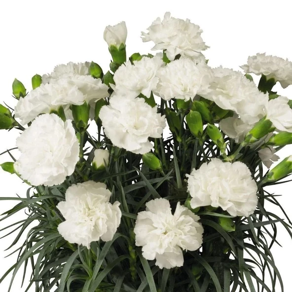 Nadir Kokulu Sweet Pleasure White  Karanfil Çiçeği Fidesi (2 adet)